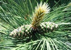 Pinien fir de Kierper vu Parasiten ze botzen