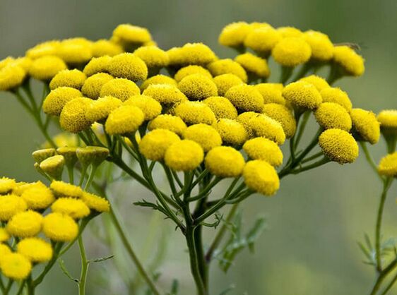 Tansy - e Mëttel fir Parasiten